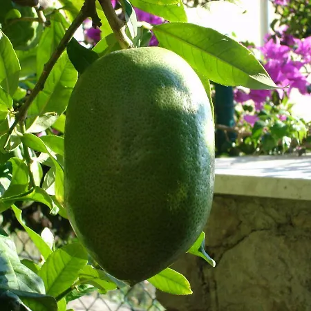 Διαμέρισμα Zulic Cavtat